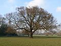 2009-0108_1300_Cannon_Hill_Common_7C