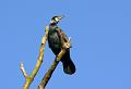 2009-0122_1330_Cormorant_10C