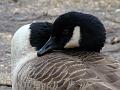 2009-0219-Canadian_Goose-1400-9C