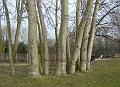 2009-0301-Cannon_Hill_Common-1300-10C