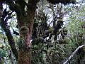 2009-0316-Dawson_Falls_Taranaki_NZ-15300-18C