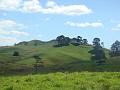 2009-0324-Kauri_Hills_NZ-1500-22C
