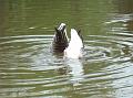 2009-0412-Cannon_Hill_Common-1100-10C