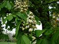 2009-0413-Cannon_Hill_Common-1400-16C