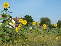 2009-0818-0930_St_Helier_Surrey_20C