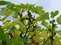 2009-1014-1415_Figs-14C