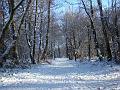 2009-1220-1300_Banstead_Heath_1C