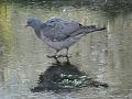 2010-0104-1045_Wood_Pidgeon_-2