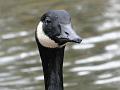 2010-0124-1300_Canadian_Goose_6C