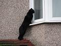 2010-0217-0920_Cat_Burgler_Morden_3C