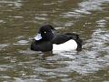 2010-0226-1240_Cannon_Hill_Commom-7C