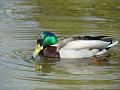 2010-0408-1515_Cannon_Hill_Common_16C
