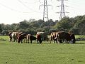 2010-1025-1505_Chessington_Surrey_12C