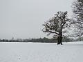 2010-1203-1155_Morden_Park_-3C
