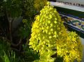 2010-1227-0915_Malaga_Garden_11C