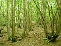 Trip_to_Yalding_a