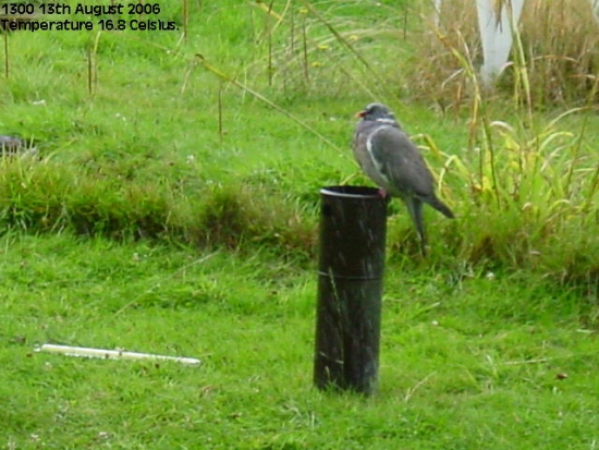 Wood Pigeon reducing the rainfall during an August shower.