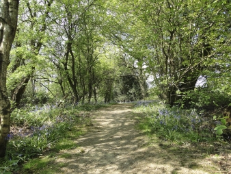 Blue Bell in full flower