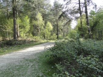 Hornshurst Wood, Rotherfield